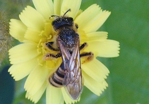 Halictus scabiosae