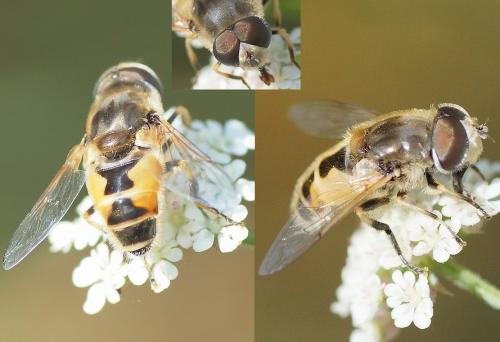 Eristalis arbustorum
