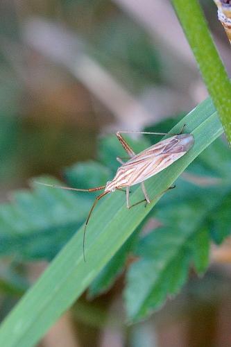 Miridius quadrivirgatus