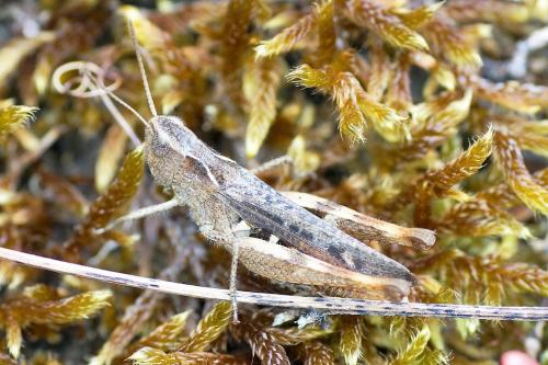 Chorthippus sp.