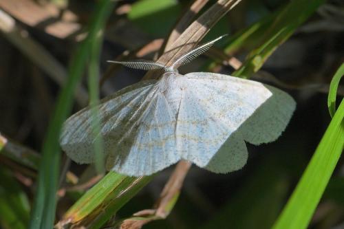 Réf. 169 512 : Cabera exanthemata