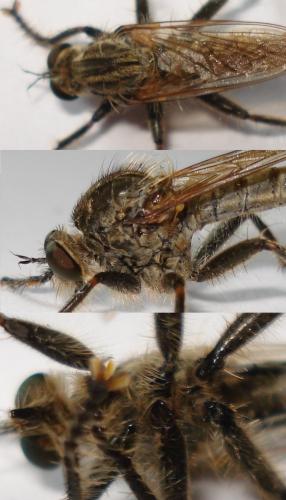 Réf. 169 004 : Machimus rusticus