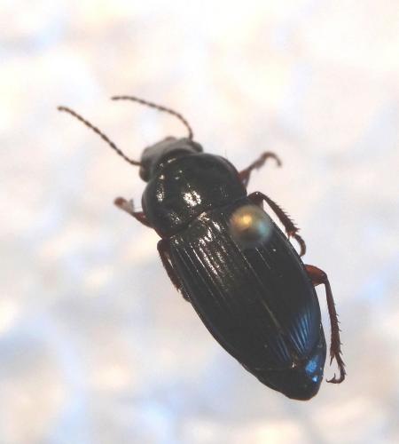Réf. 169 218 : Harpalus sp.