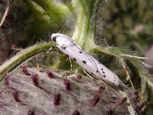 Myelois circumvoluta