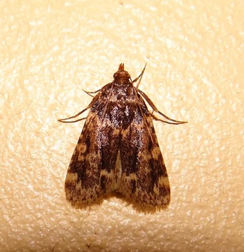 Réf. 169 415 : Aglossa caprealis