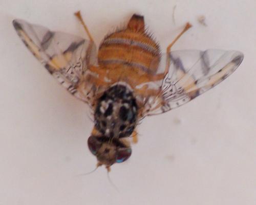 Réf. 169 890 : Ceratitis capitata