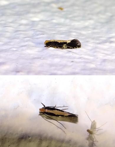 Monopis obviella