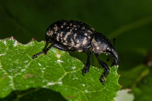Réf. 169 675 : Liparus sp.