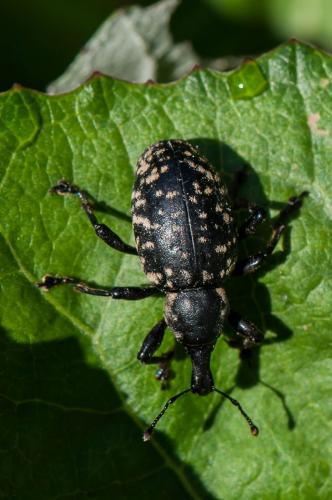 Réf. 169 666 : Liparus sp.