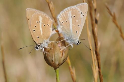 Réf. 169 419 : Polyommatus dolus
