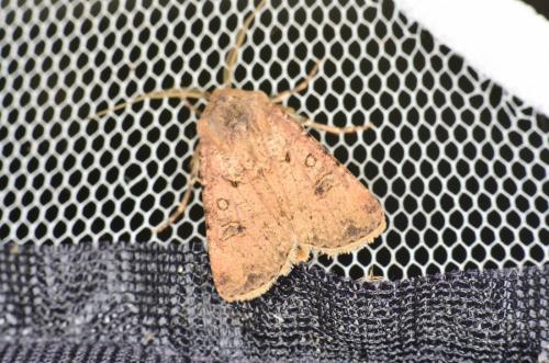 Réf. 169 704 : Agrotis segetum