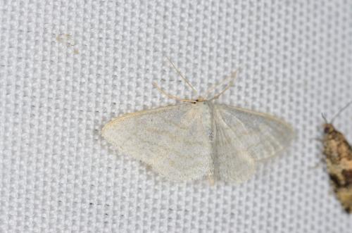 Idaea subsericeata