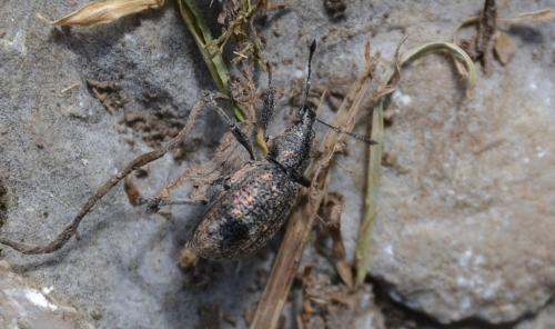 Liophloeus tessulatus
