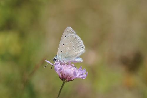 Réf. 169 348 : Polyommatus daphnis