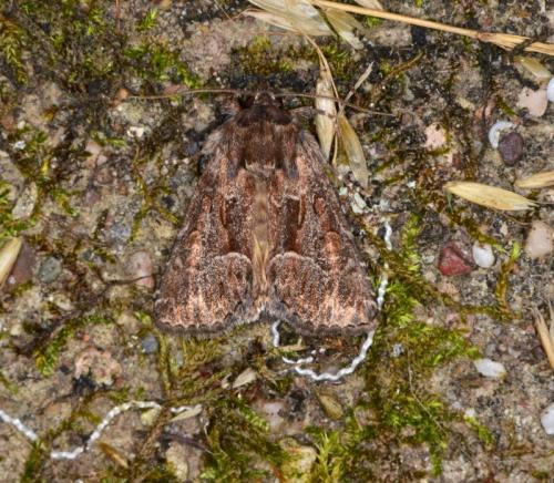 Thalpophila matura