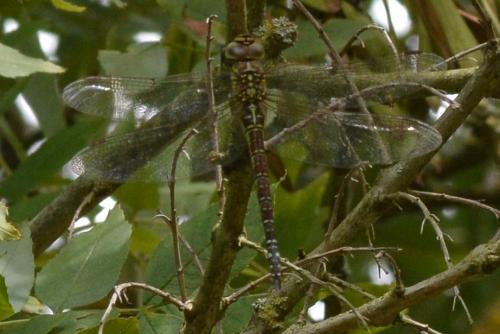 Aeshna affinis
