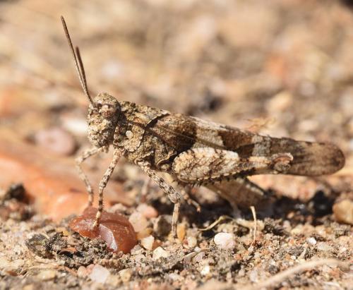 Réf. 169 089 : Oedipoda caerulescens caerulescens