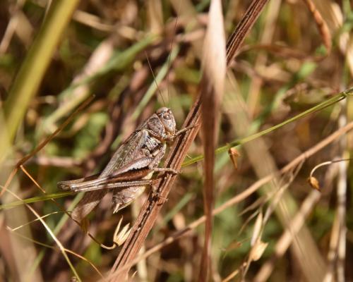 Réf. 169 092 : Platycleis sp.