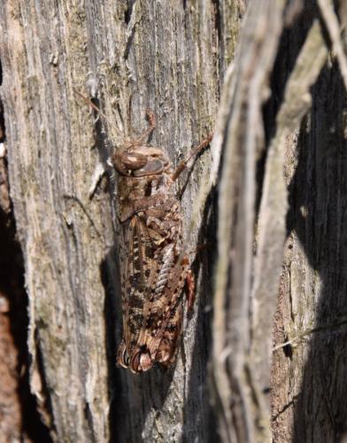 Calliptamus sp.