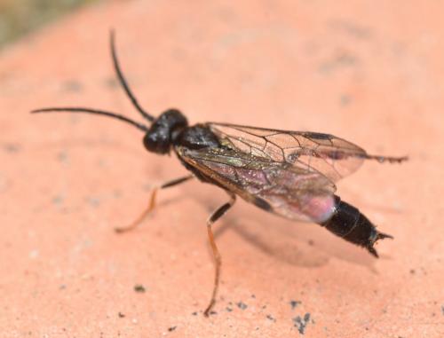 Réf. 169 530 : Emphytus rufocinctus