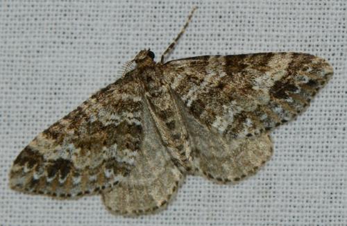 Réf. 169 202 : Mesotype didymata