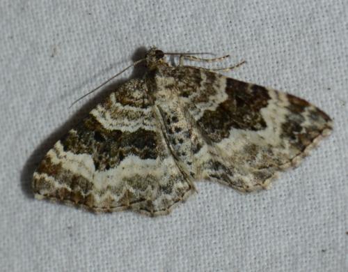 Epirrhoe alternata