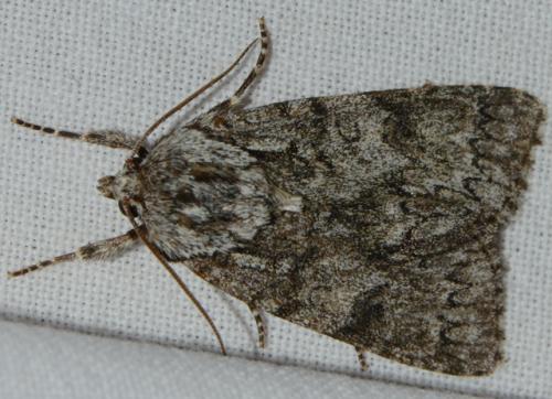 Acronicta auricoma