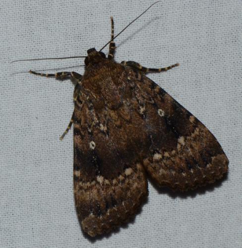 Amphipyra pyramidea