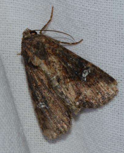 Réf. 169 642 : Mesapamea sp.
