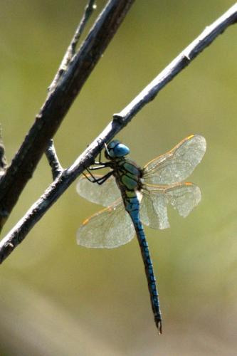 Aeshna affinis