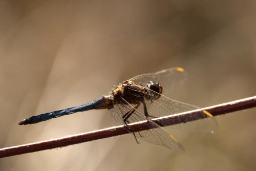 Orthetrum coerulescens