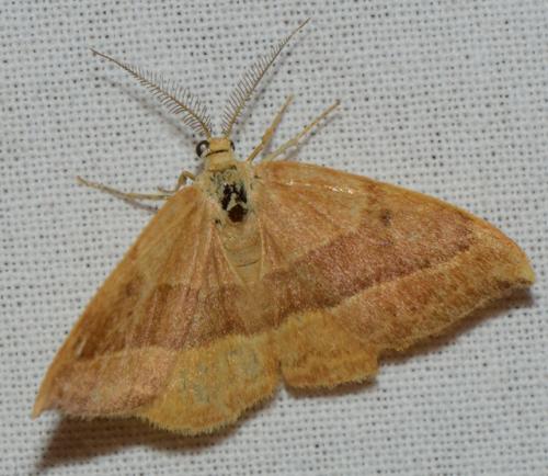 Watsonalla cultraria