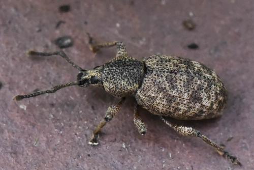 Otiorhynchus sp.