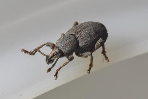Otiorhynchus sp.