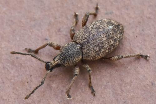 Otiorhynchus sp.