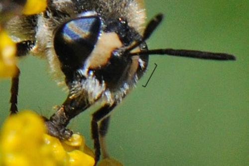 Stratiomys longicornis