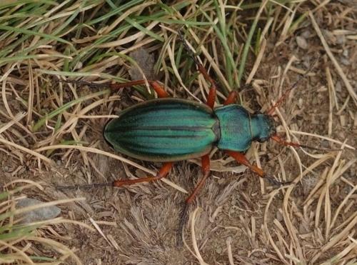 Carabus auratus