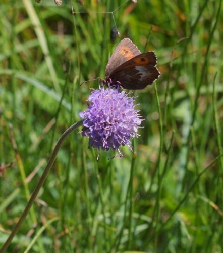 Réf. 169 269 : Erebia euryale