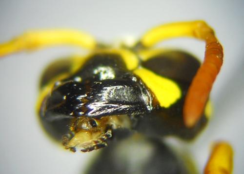 Polistes semenowi
