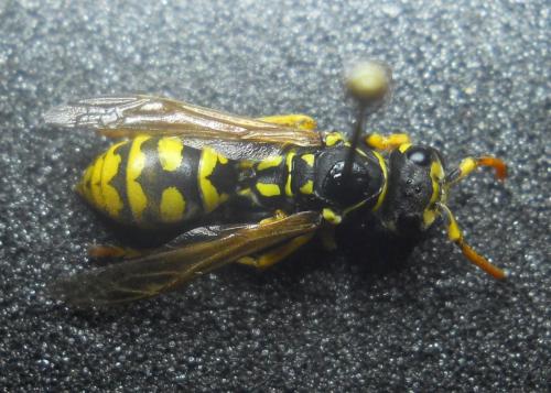 Polistes semenowi