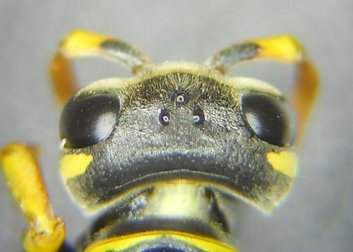 Polistes semenowi