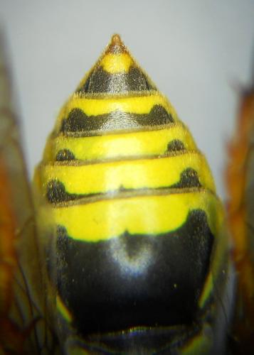 Polistes semenowi