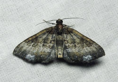 Réf. 169 426 : Melanthia procellata
