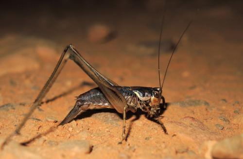 Réf. 169 668 : Antaxius spinibrachius