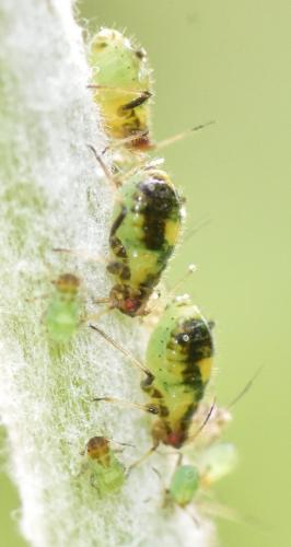 Chaitophorus populeti
