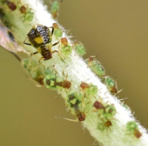 Chaitophorus populeti