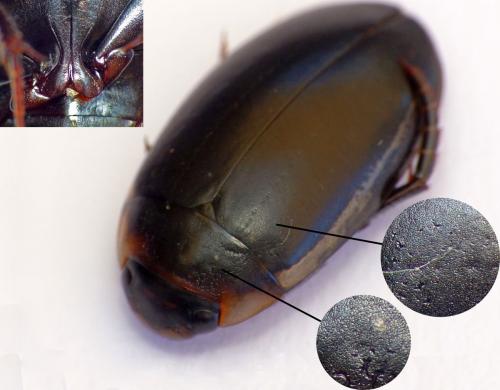 Hydaticus seminiger