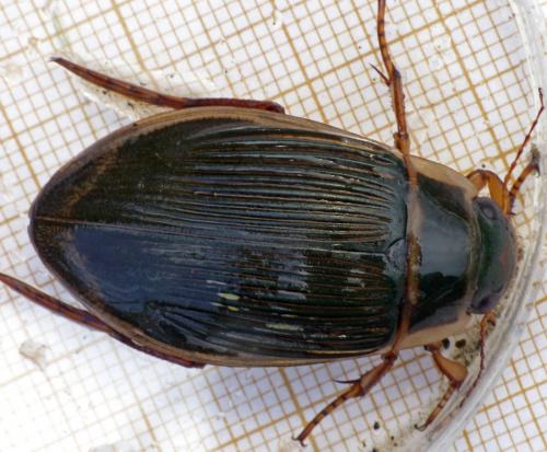 Dytiscus marginalis