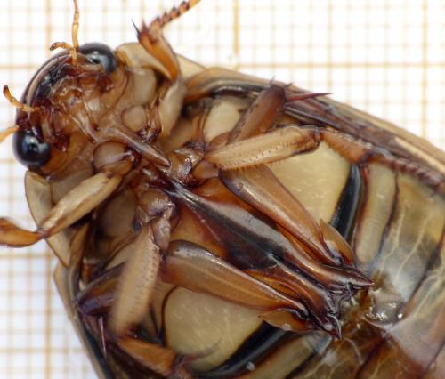 Dytiscus marginalis