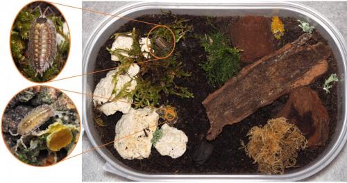 Porcellio spinicornis